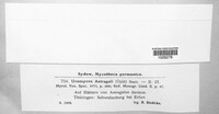 Uromyces pisi-sativi image